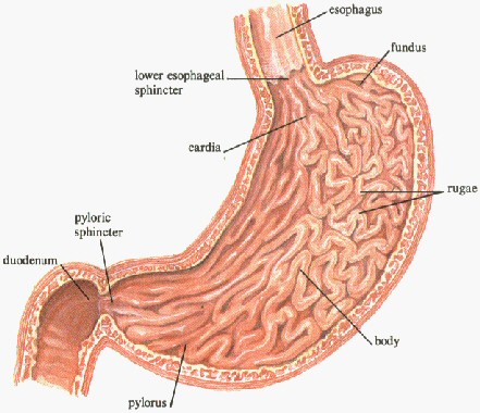 cardiac sphincter similitude