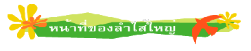 หน้าที่ของลำไส้ใหญ่
