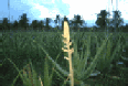 img7.gif