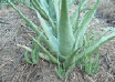 img8.gif