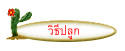 วิธีปลูก