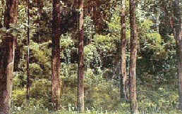 img1.gif