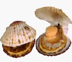 shellfish.jpg