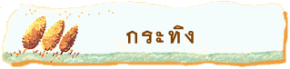 กระทิง