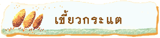 เขี้ยวกระแต