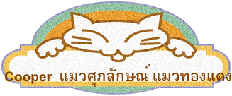 Cooper  แมวศุภลักษณ์ แมวทองแดง