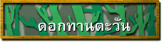 ดอกทานตะวัน