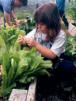 garden.jpg