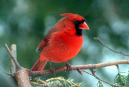 cardinal cardinal.jpg
