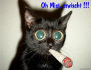 cat_smoke cat_smoke.jpg