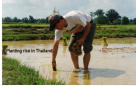 grow_rice grow_rice.jpg
