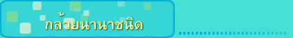 กล้วยนานาชนิด