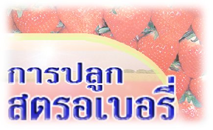 การปลูกสตรอเบอรี่ในประเทศไทย
(Strawberry Cultivation in Thailand)