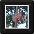 an6.gif