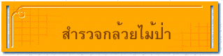สำรวจกล้วยไม้ป่า