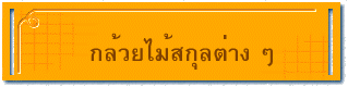 กล้วยไม้สกุลต่าง ๆ