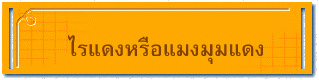 ไรแดงหรือแมงมุมแดง