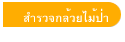 สำรวจกล้วยไม้ป่า