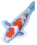 img1.jpg