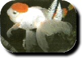 img1.jpg